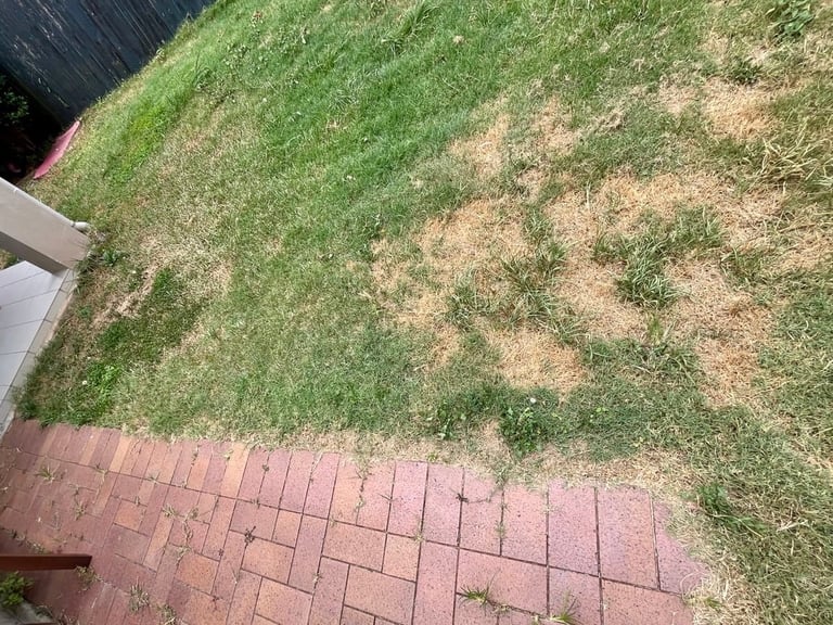 A Same-Day Garden Fix in Belmont 1