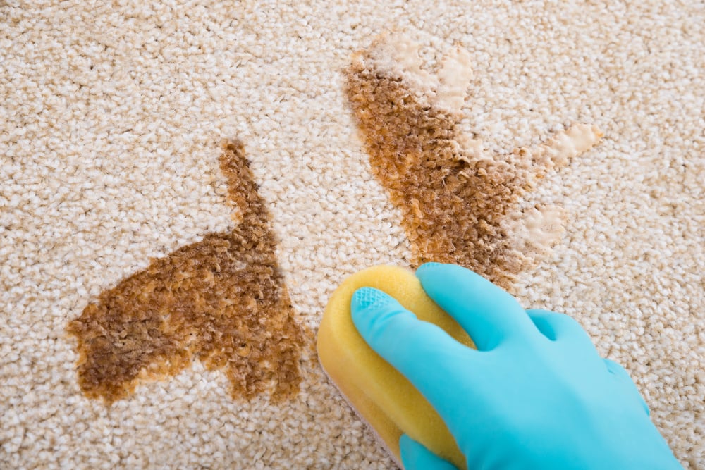 Benefits of Professional Carpet Cleaning