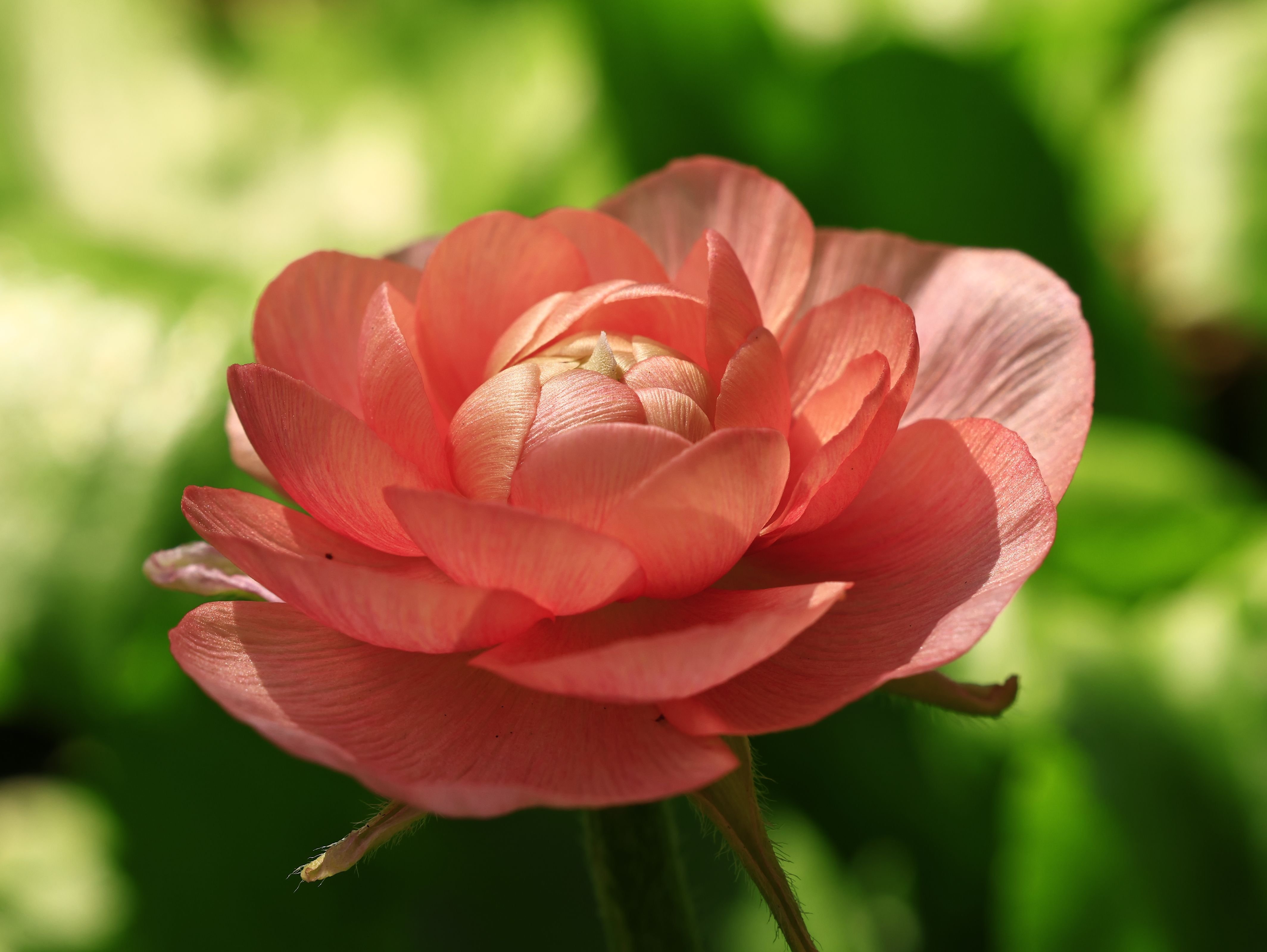 Cottage garden favourites
