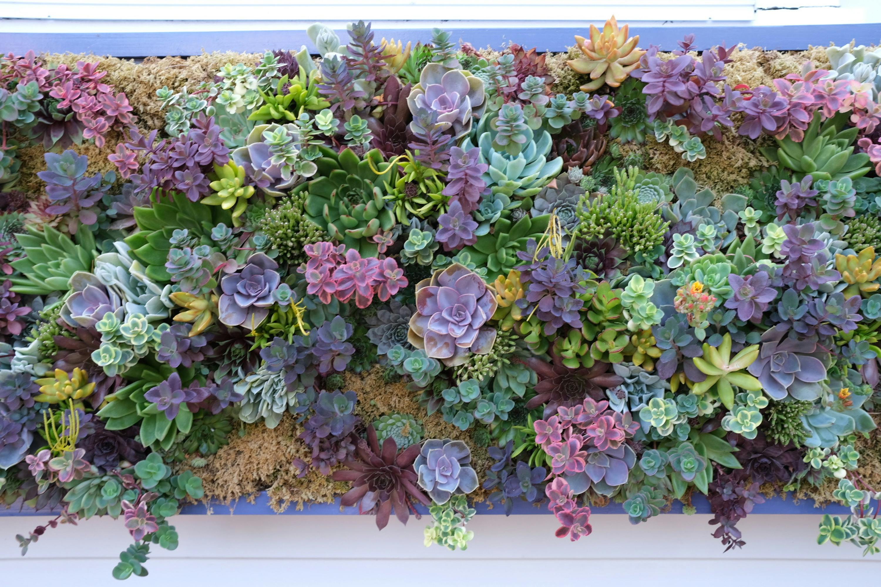 Different Types of Vertical Garden Systems