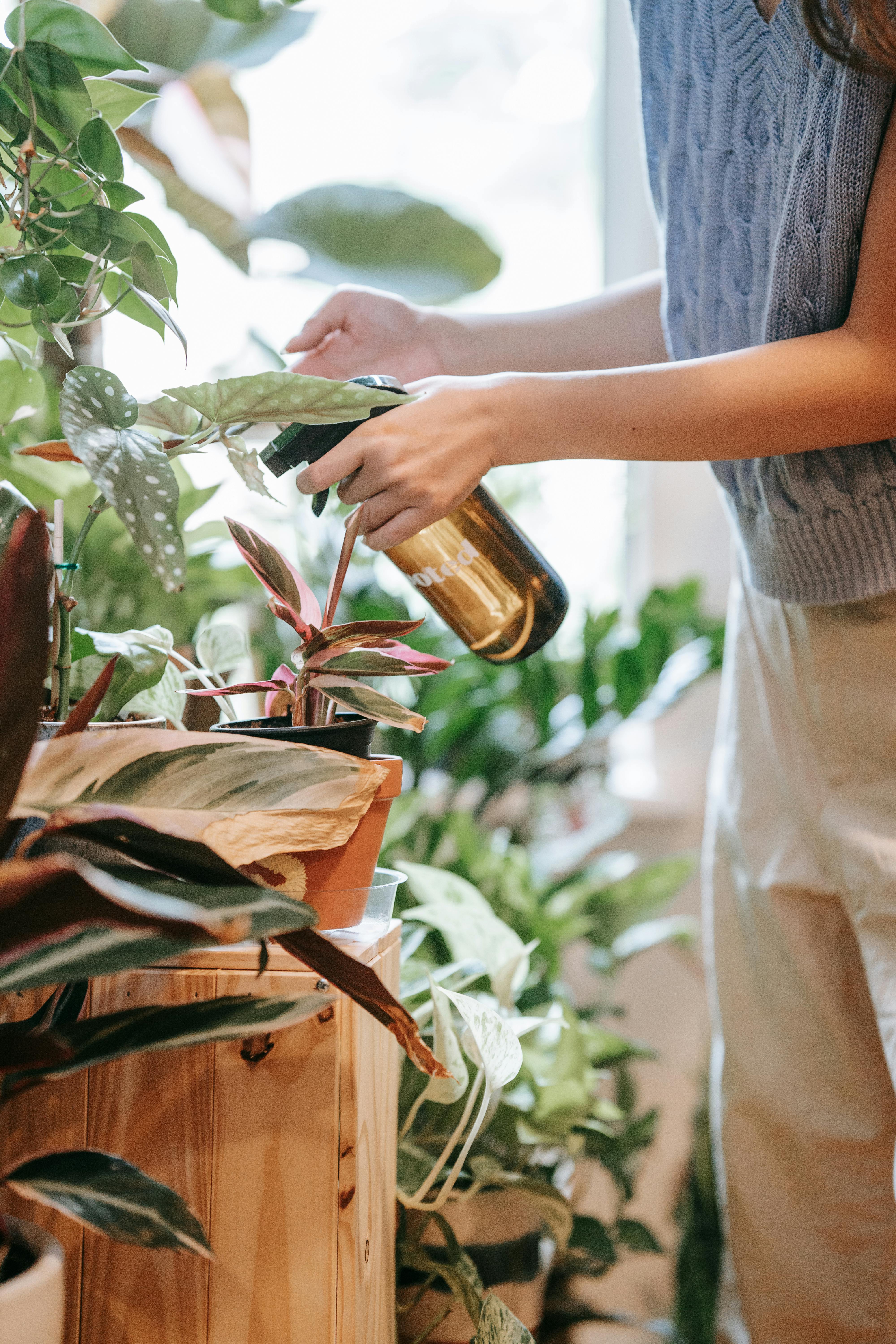 Feeding plants through summer growth