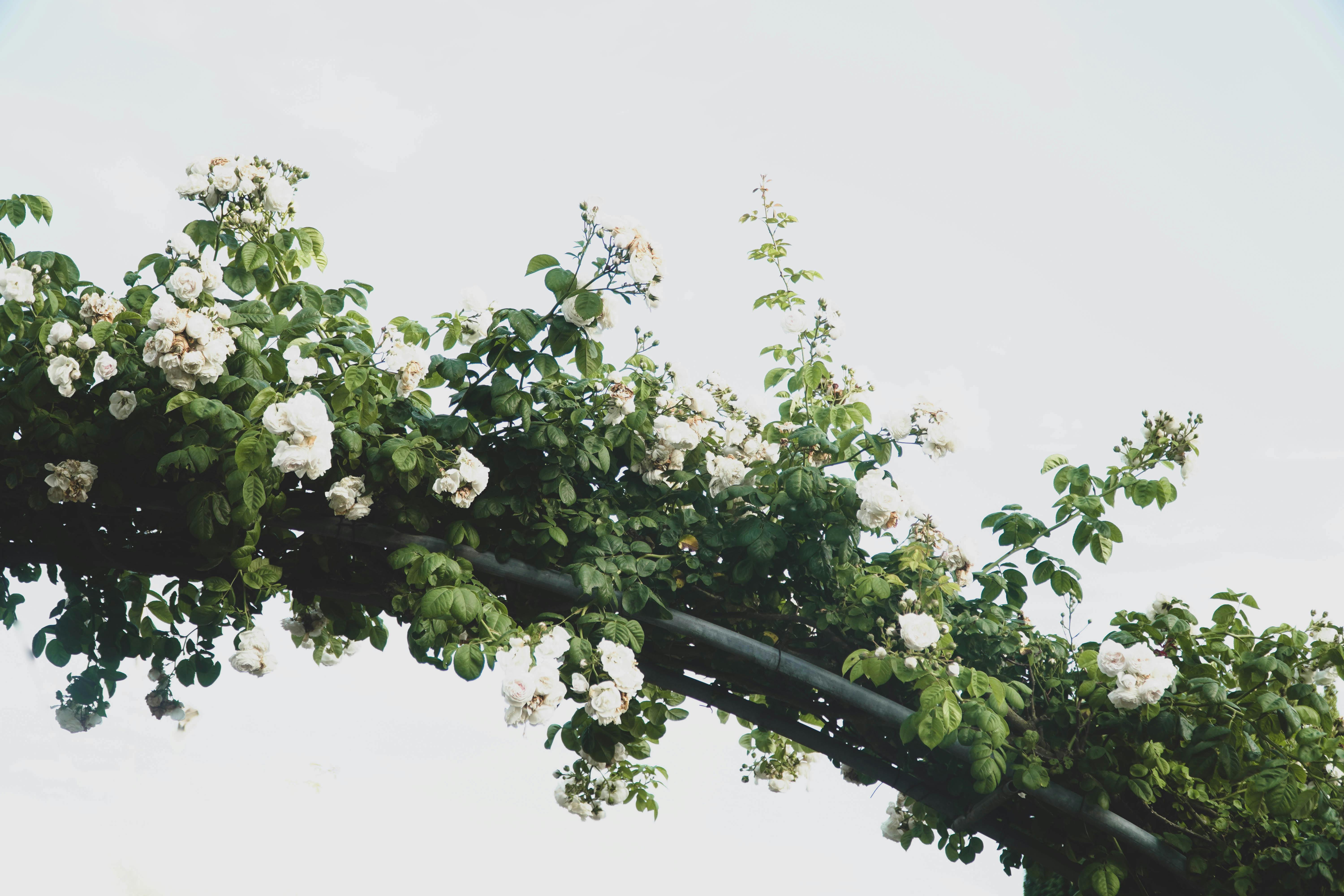 Garden Arches That Hold Their Shape