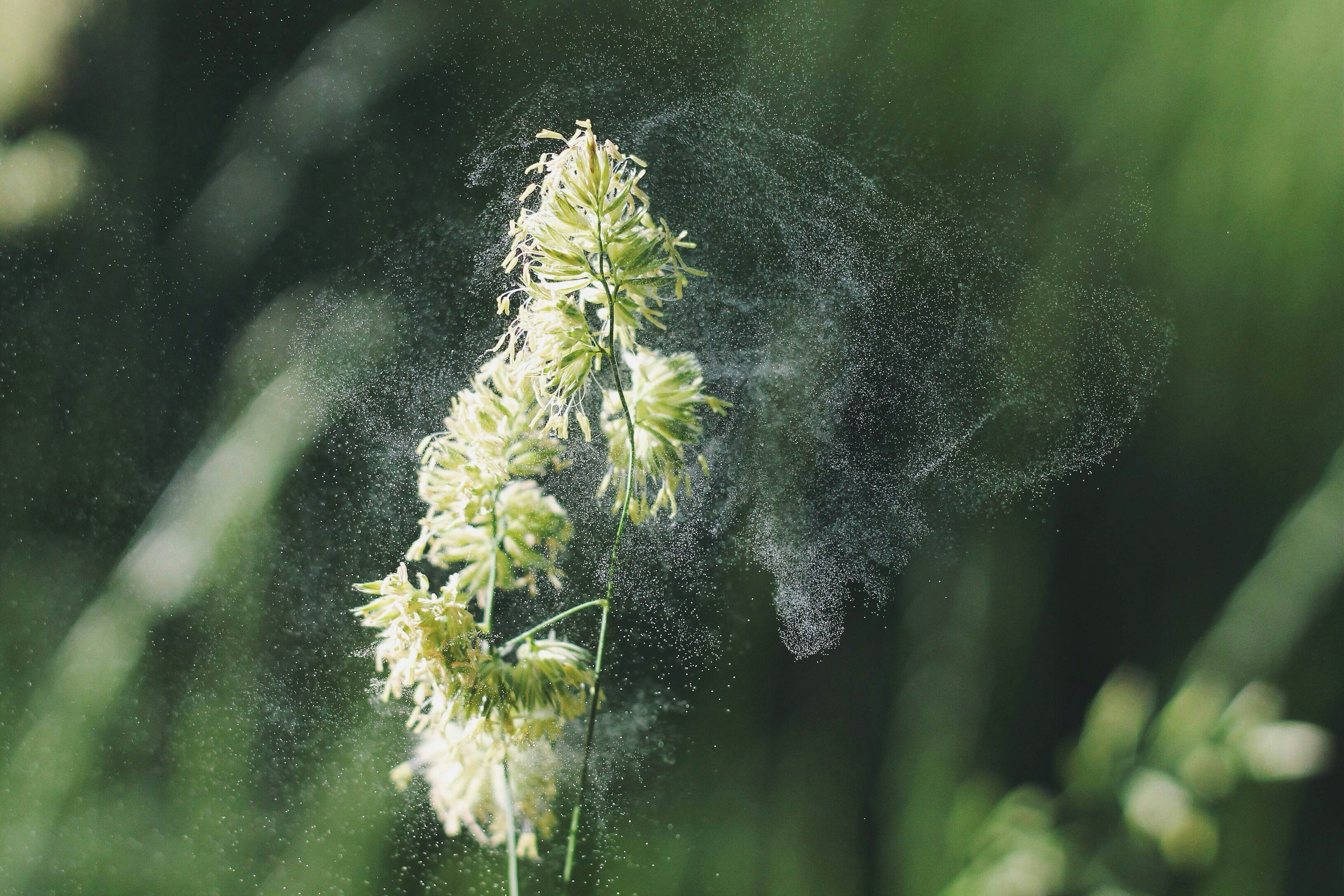 How to Reduce Pollen Around Your Home This Spring