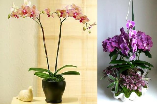 Photo Credits: pinterest.com/pin/46232333648649220 & pinterest.com/pin/6192518212202433