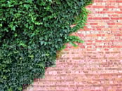 GREEN WALL