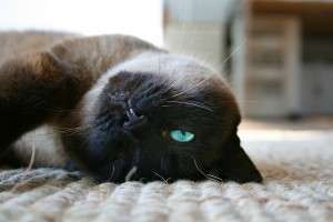 cat-103390_1920