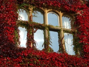 Fixed windows are amazing decorations.