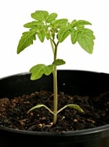 seedling