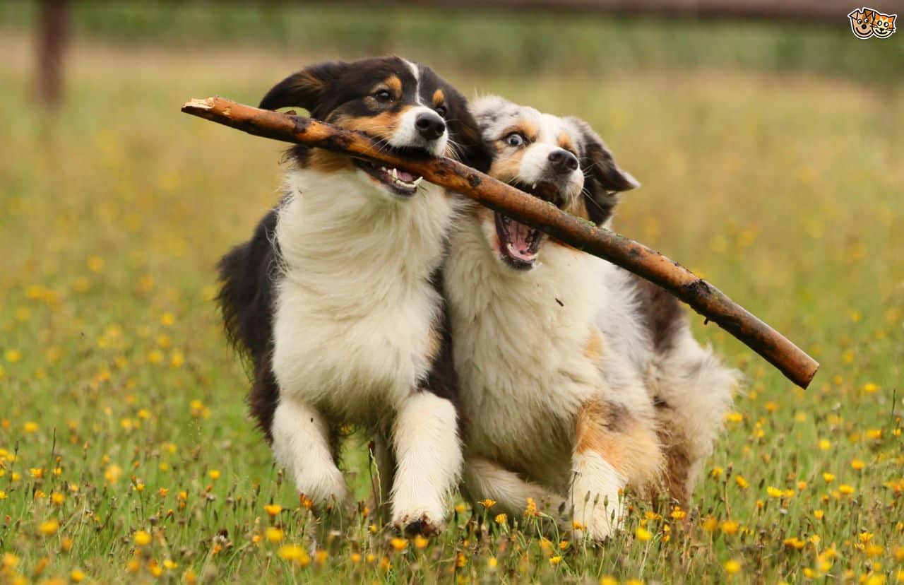 seven-ways-to-keep-your-dogs-mind-active-and-engaged-522b4ace4e78a