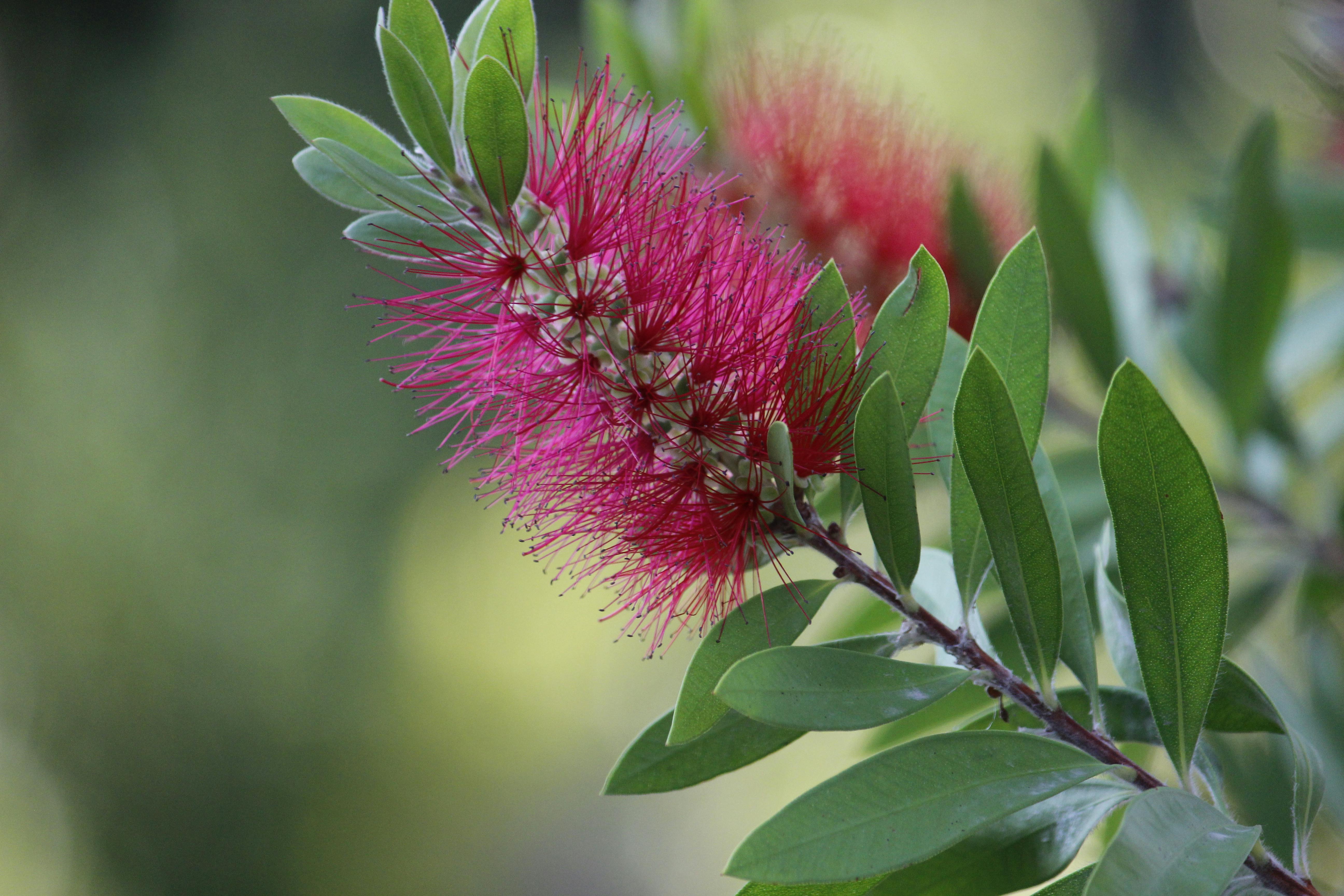 Native Australian Plant