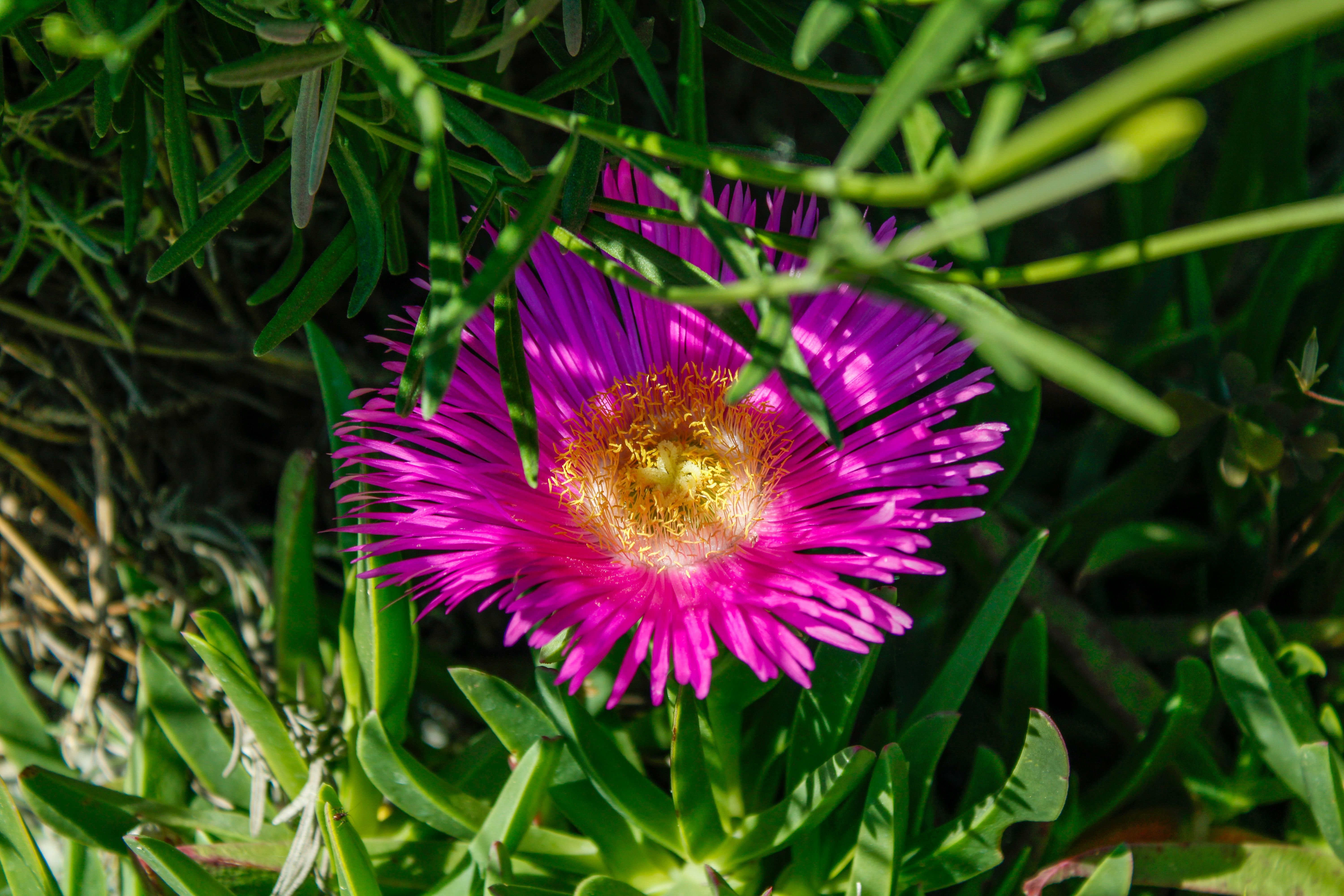Native spring wildflowers