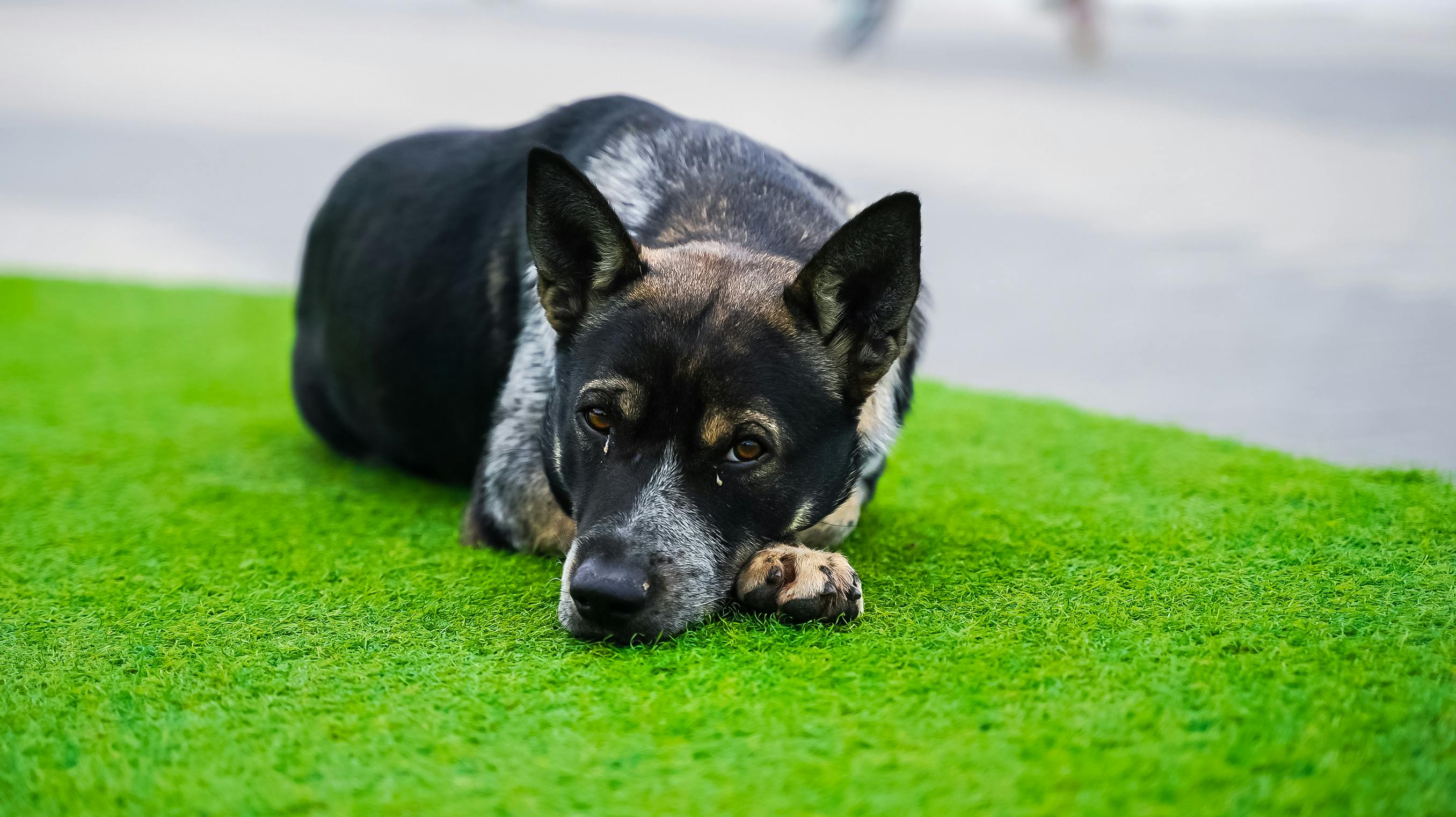 The Downsides of Fake Grass