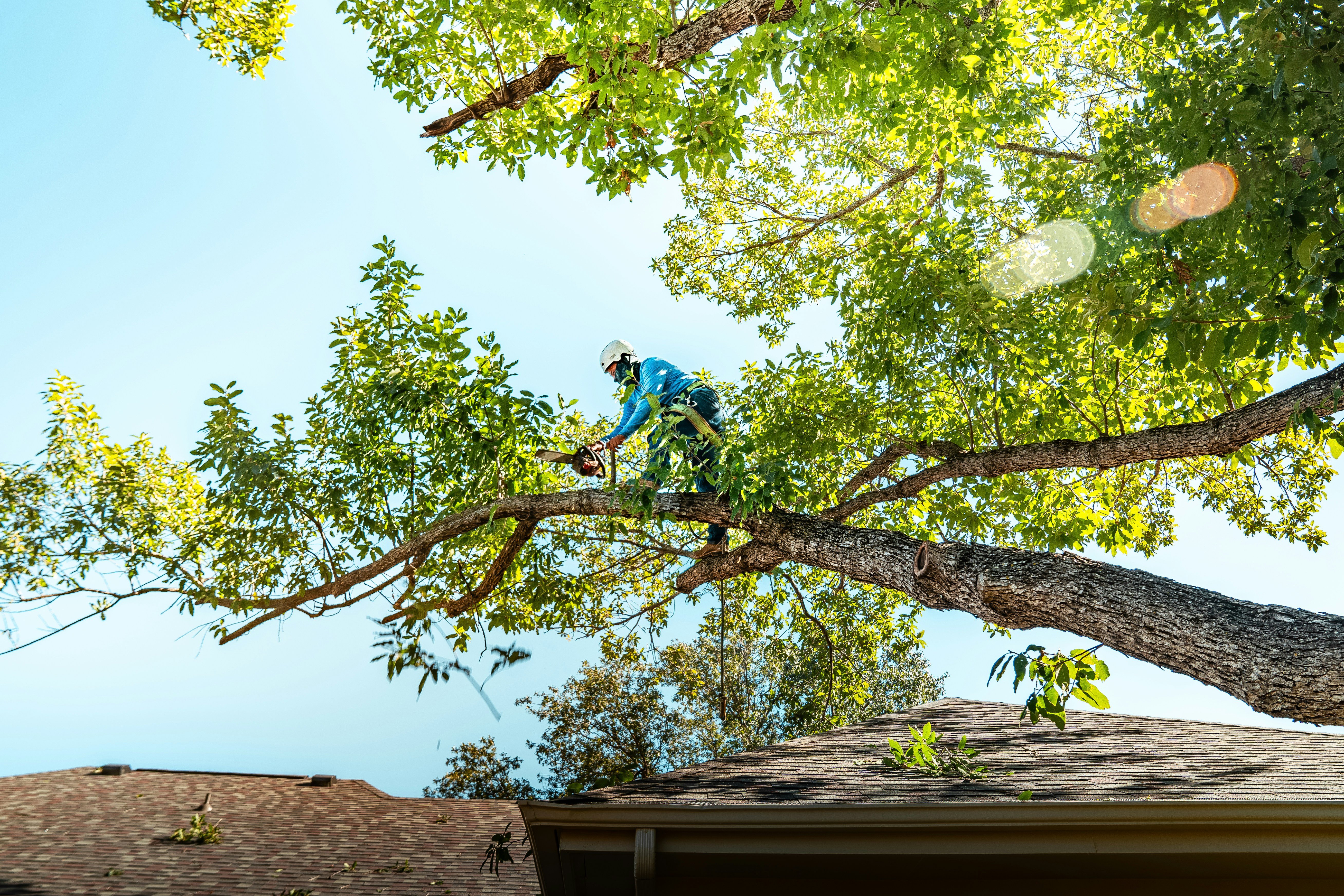 Tree Pruning