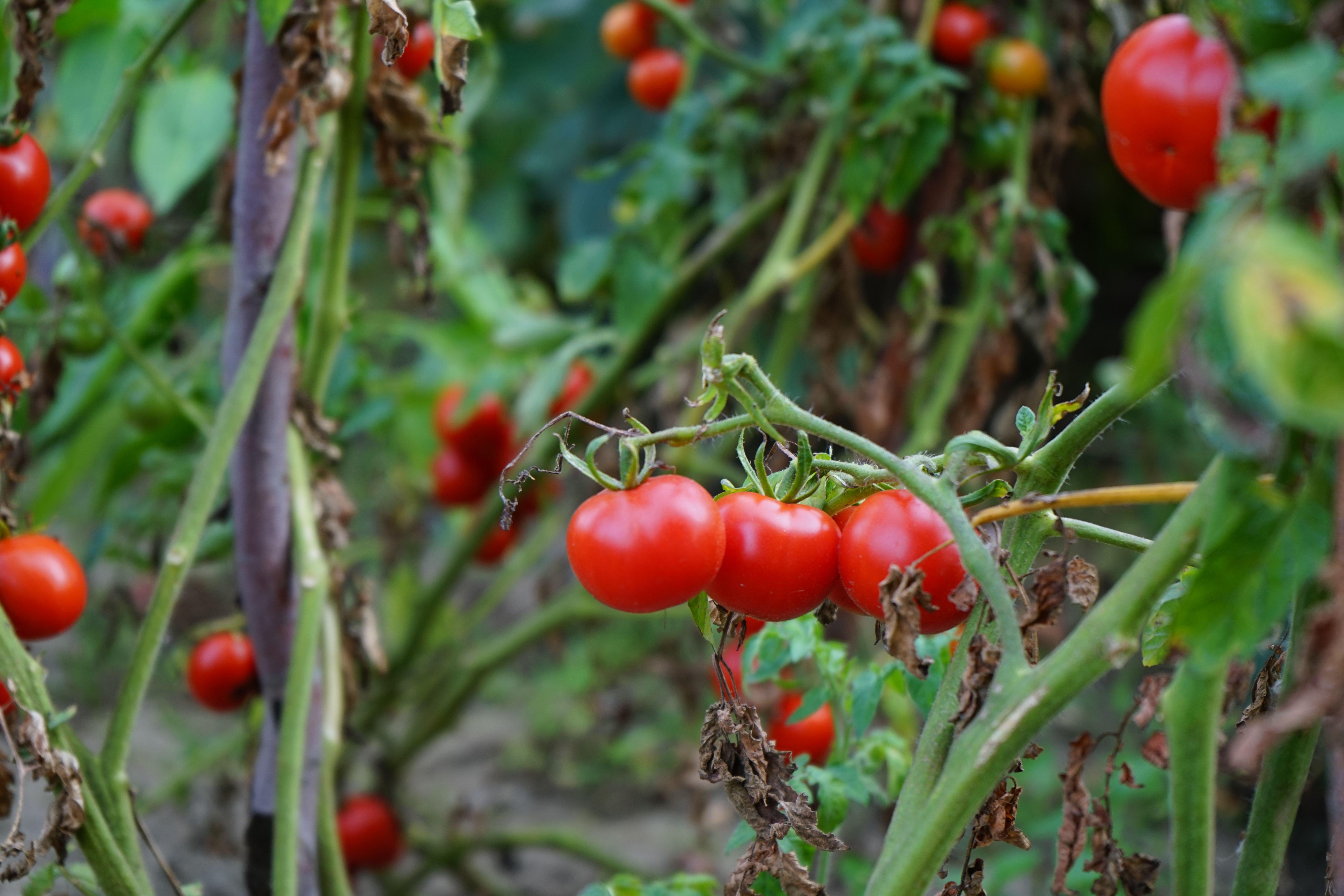Vegetables that grow with little fuss