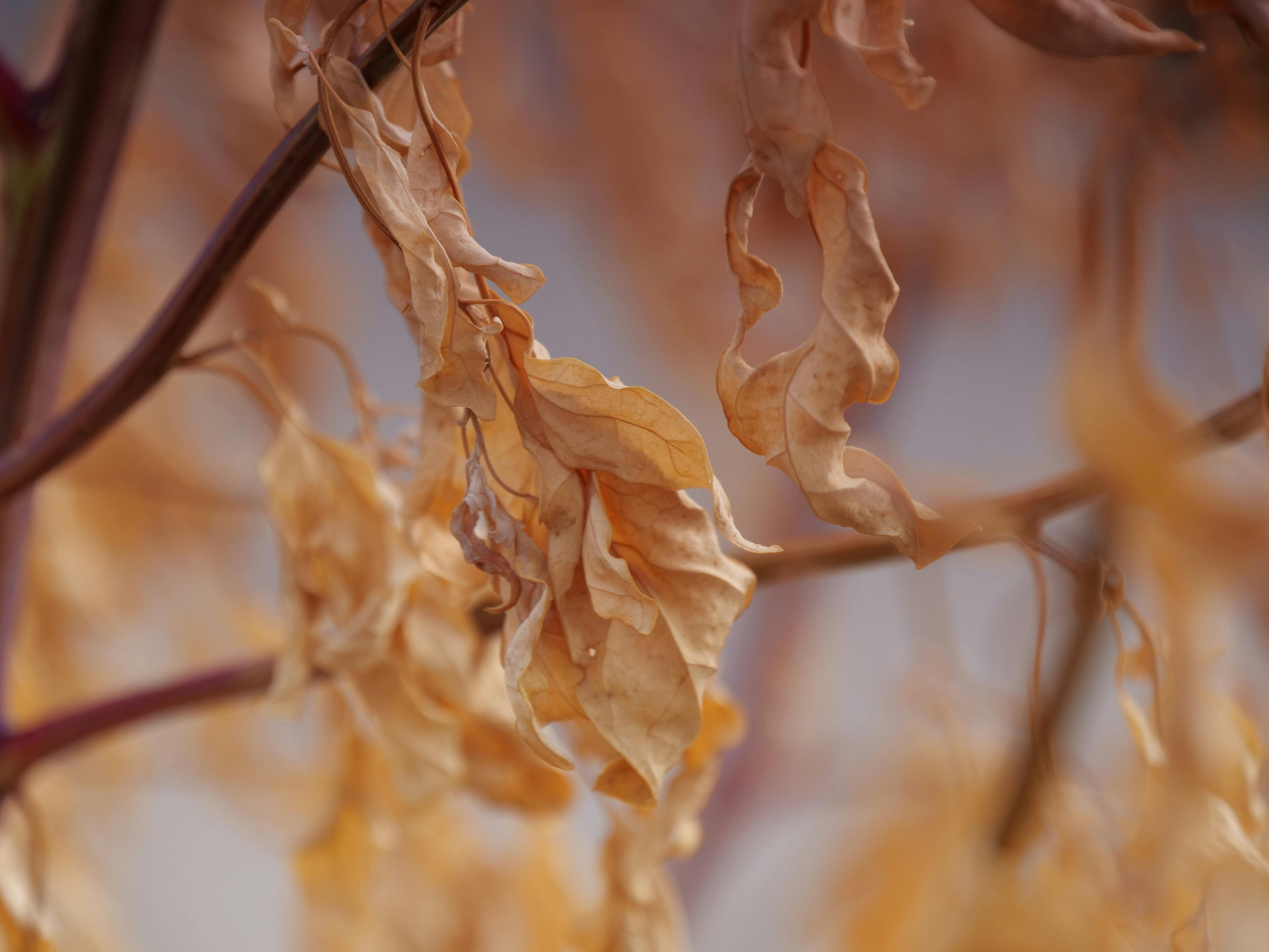 Why Dead Plants Need Attention from Gardeners