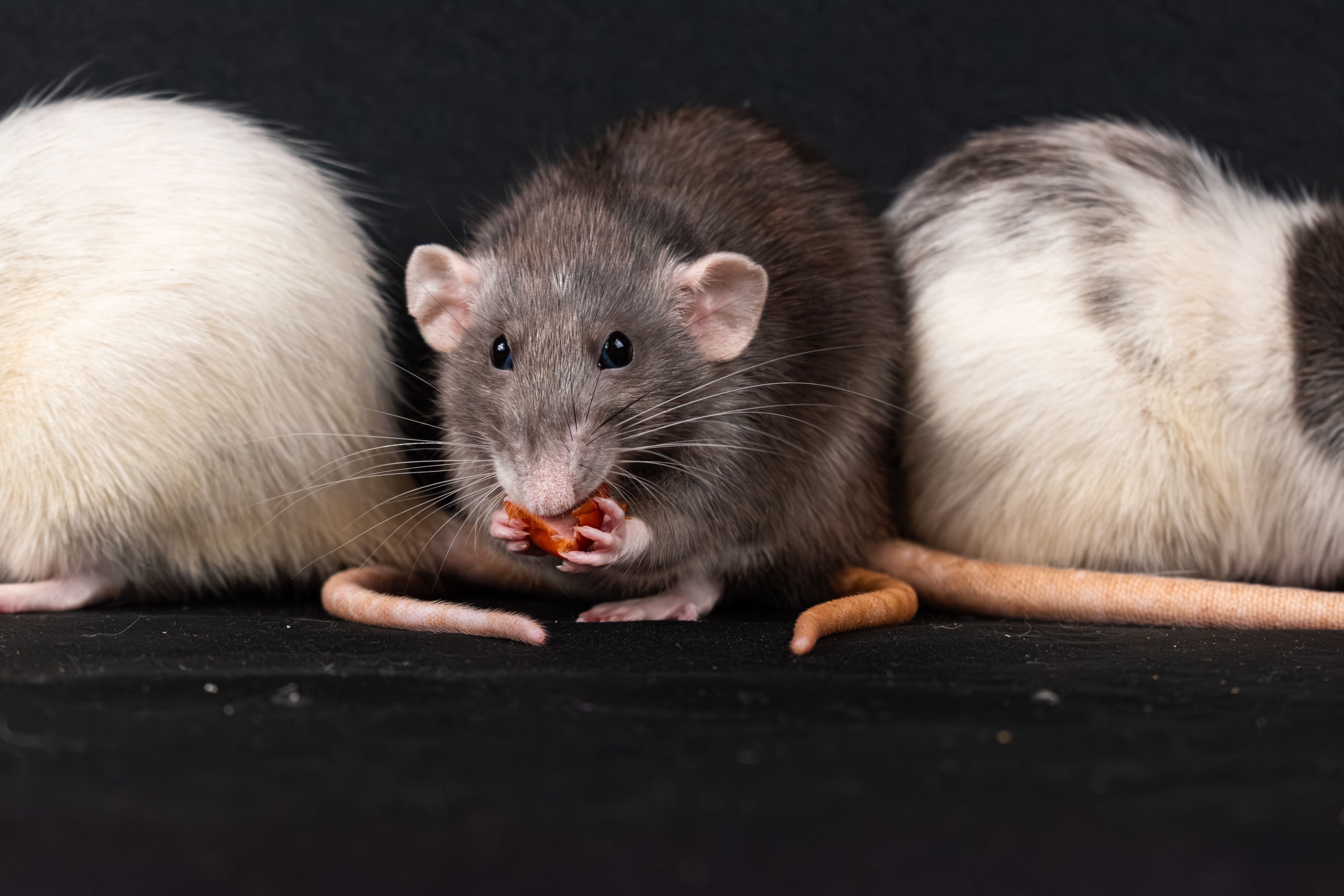 Why rodent numbers are climbing