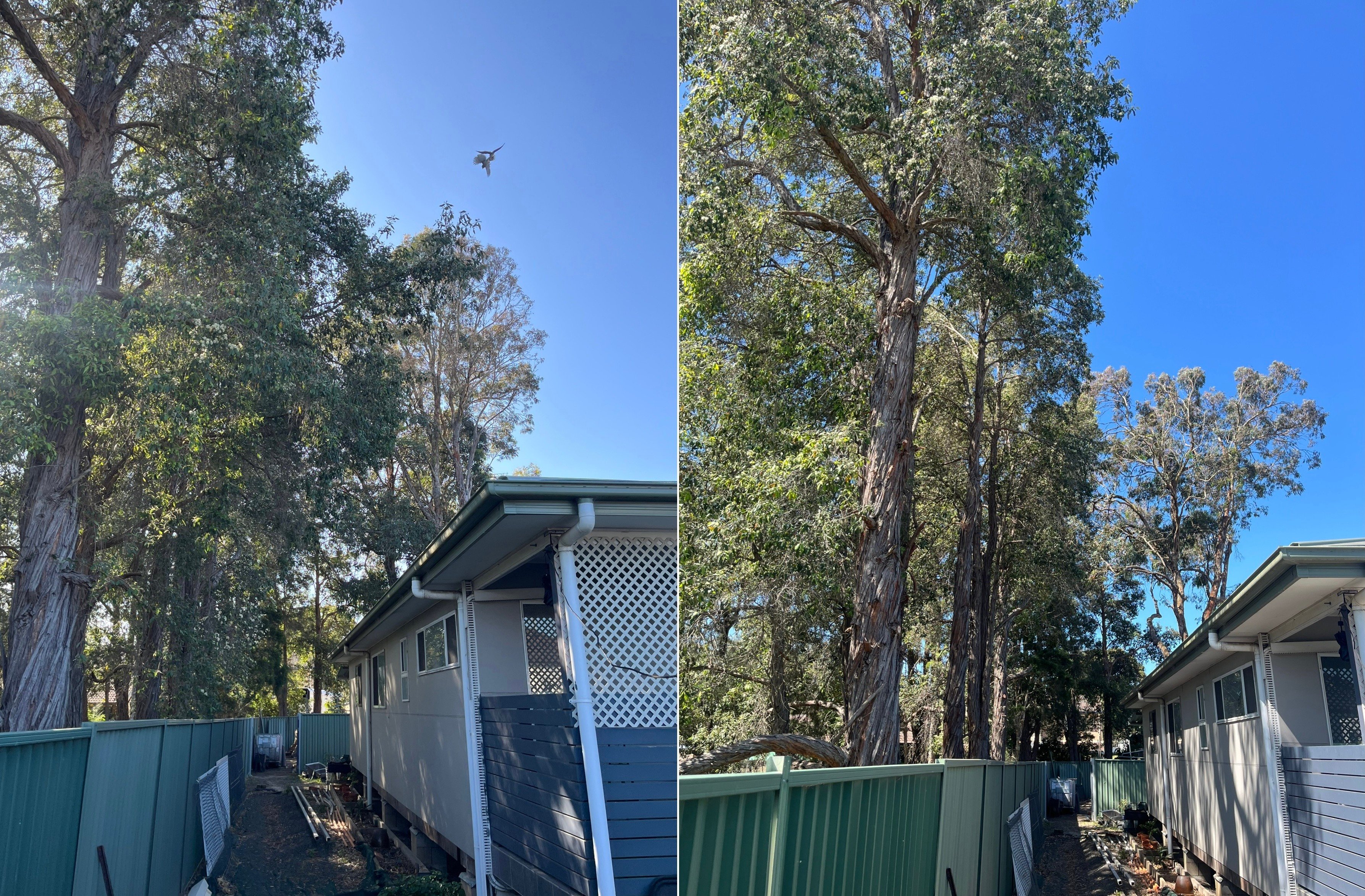 before-after-tree-removal-serviceseeking