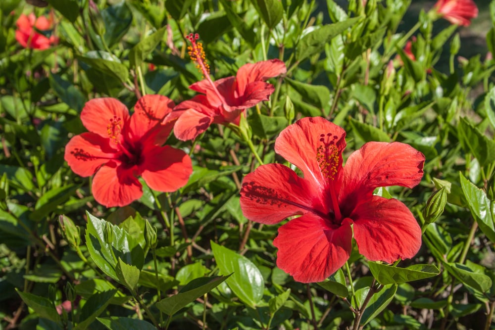 hibiscus-serviceseeking-gardening-plants-jpg