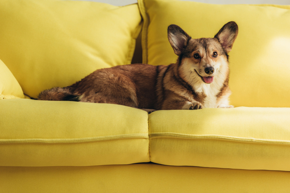 home-maintenance-tips-for-pet-owners-serviceseeking-2
