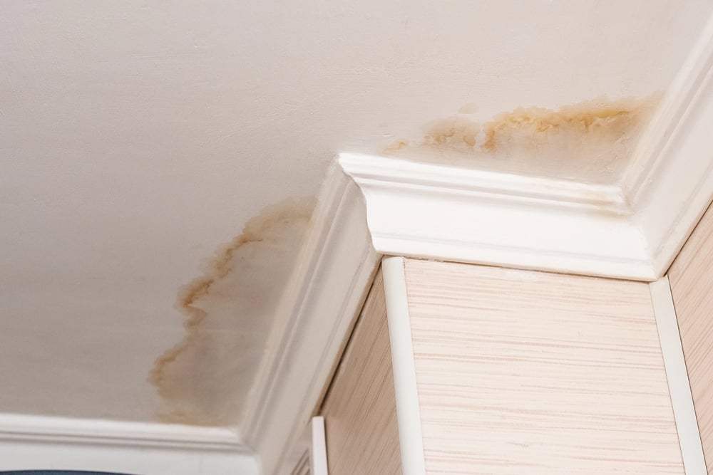 house-mould-serviceseeking-jpg