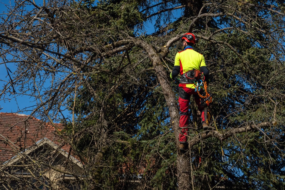 Tree Lopping Jobs That Shouldn’t Wait Until Winter
