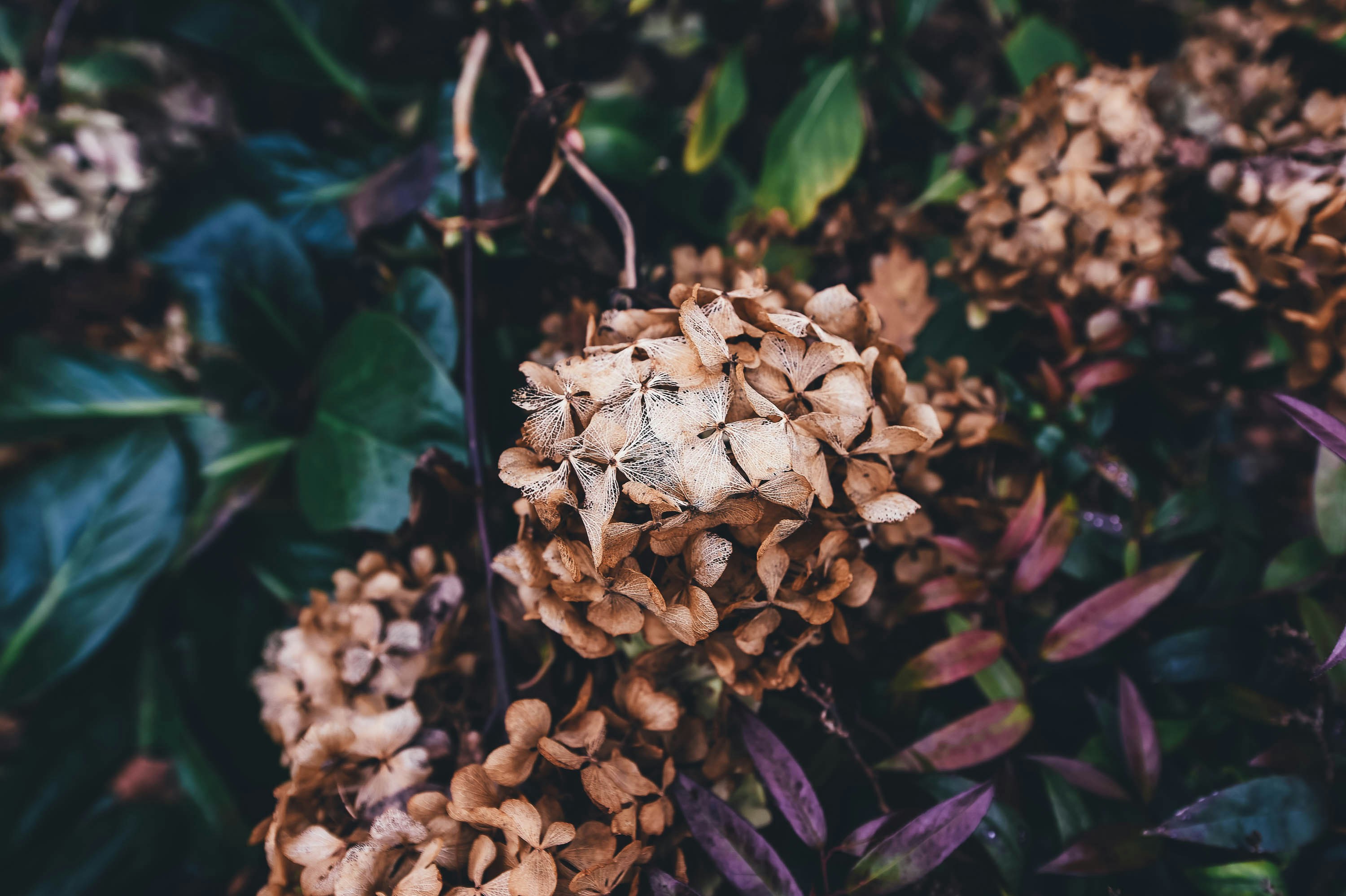 Clearing Dead Plants After Winter