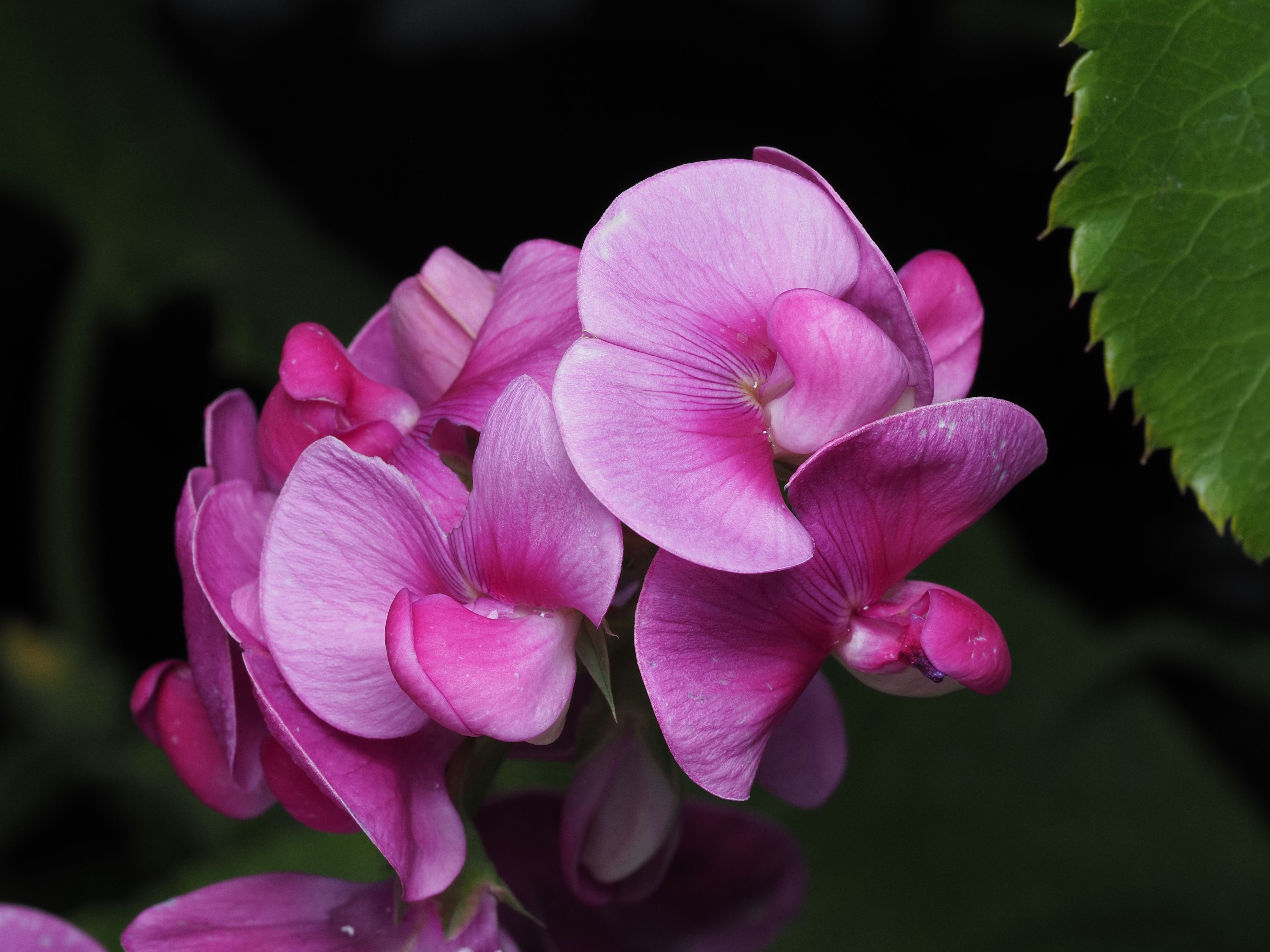Flowers That Bloom in Spring Across Australia