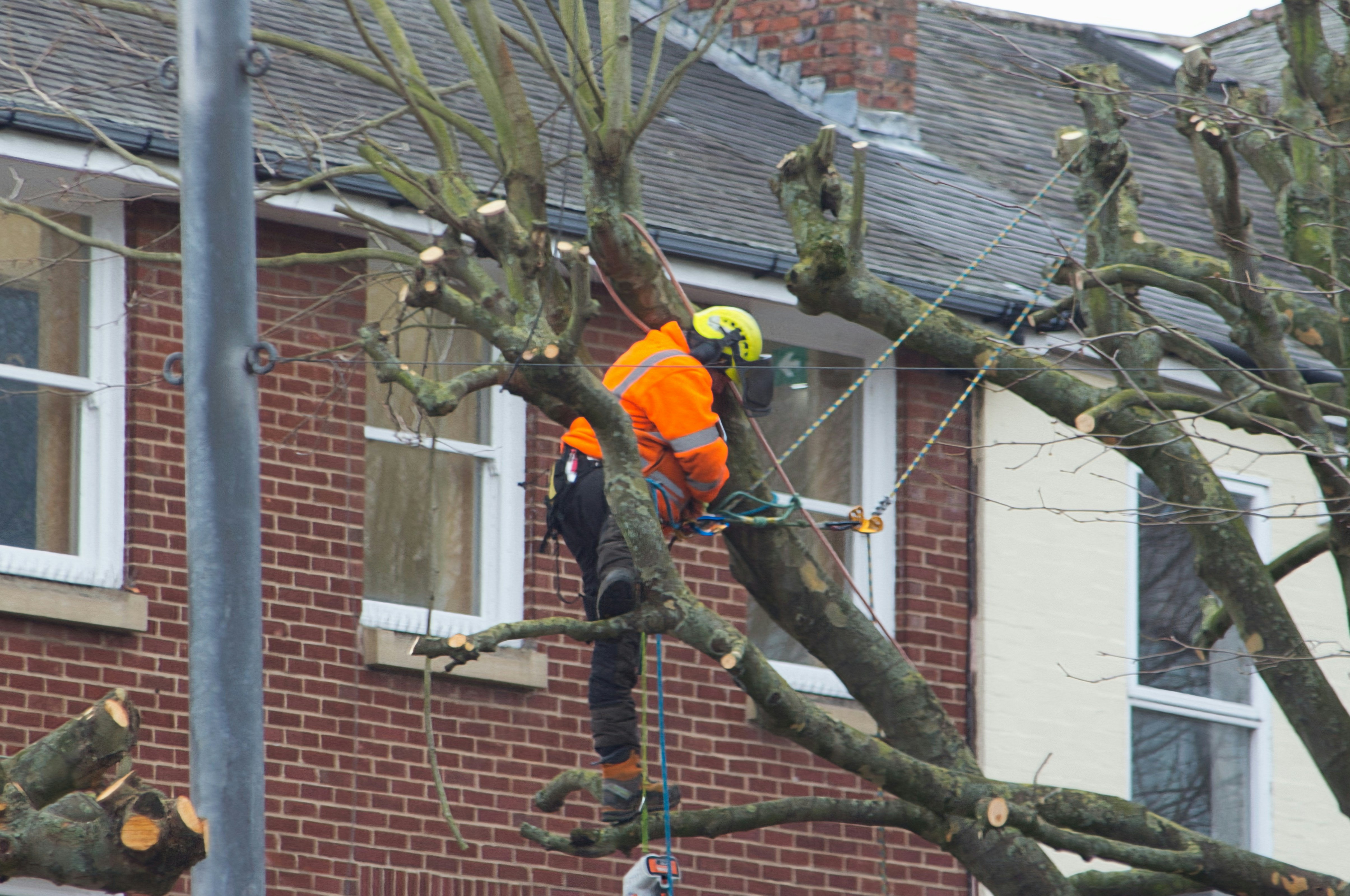 How Much Do Arborist Services Cost in 2026?
