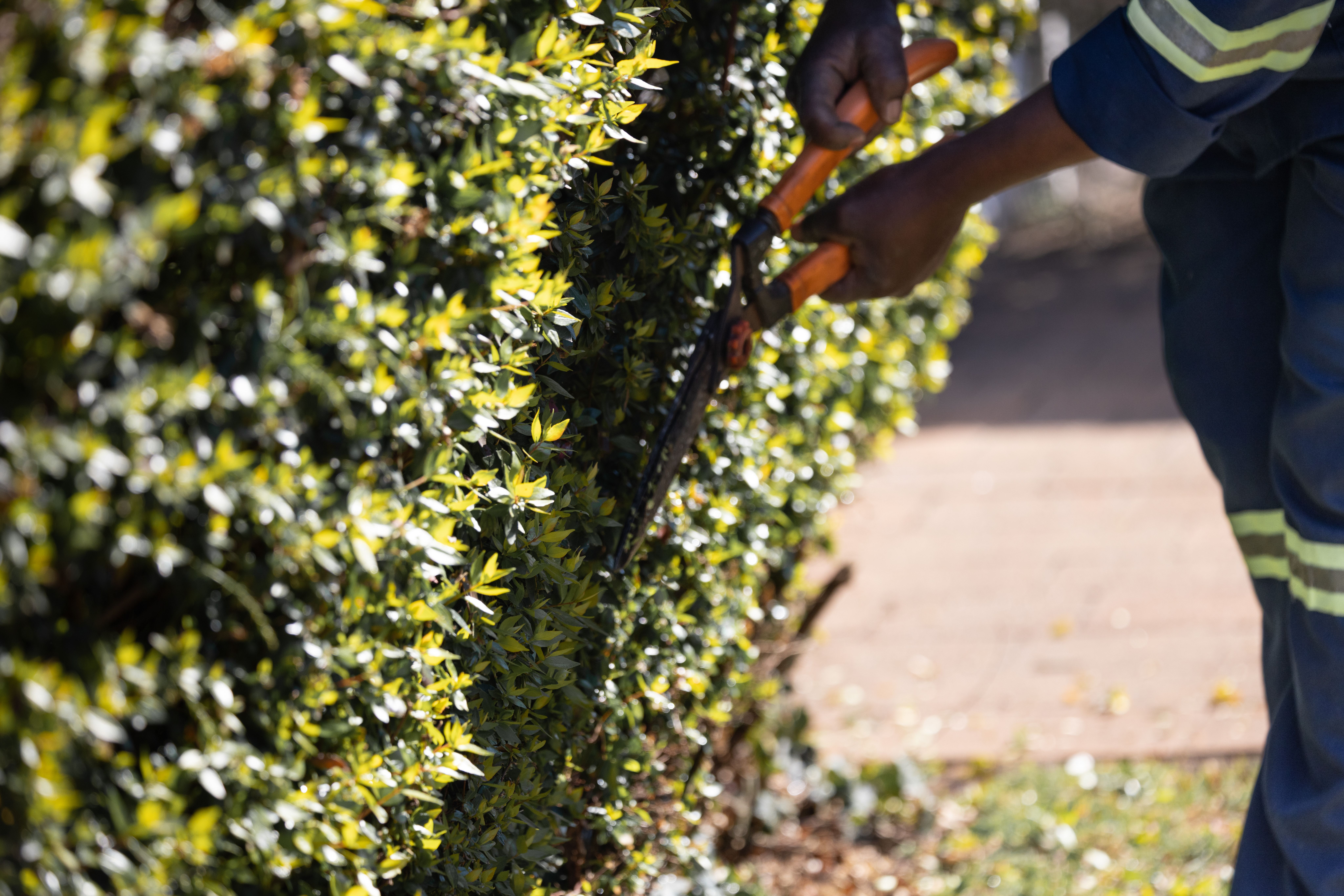 How Much Does Hedge Trimming and Cutting Cost in Australia 2026