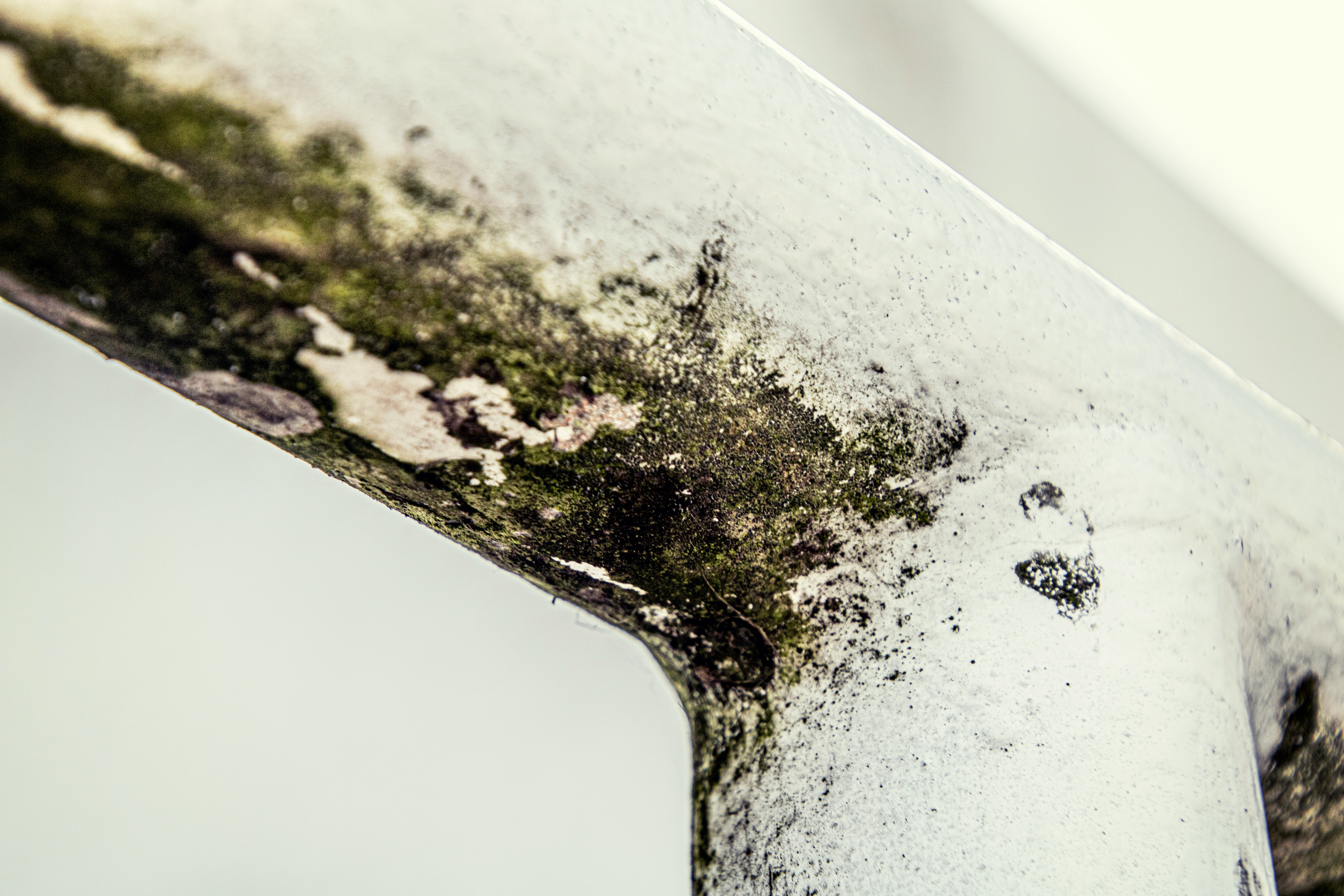 How Much Mould Cleaning Costs in 2026