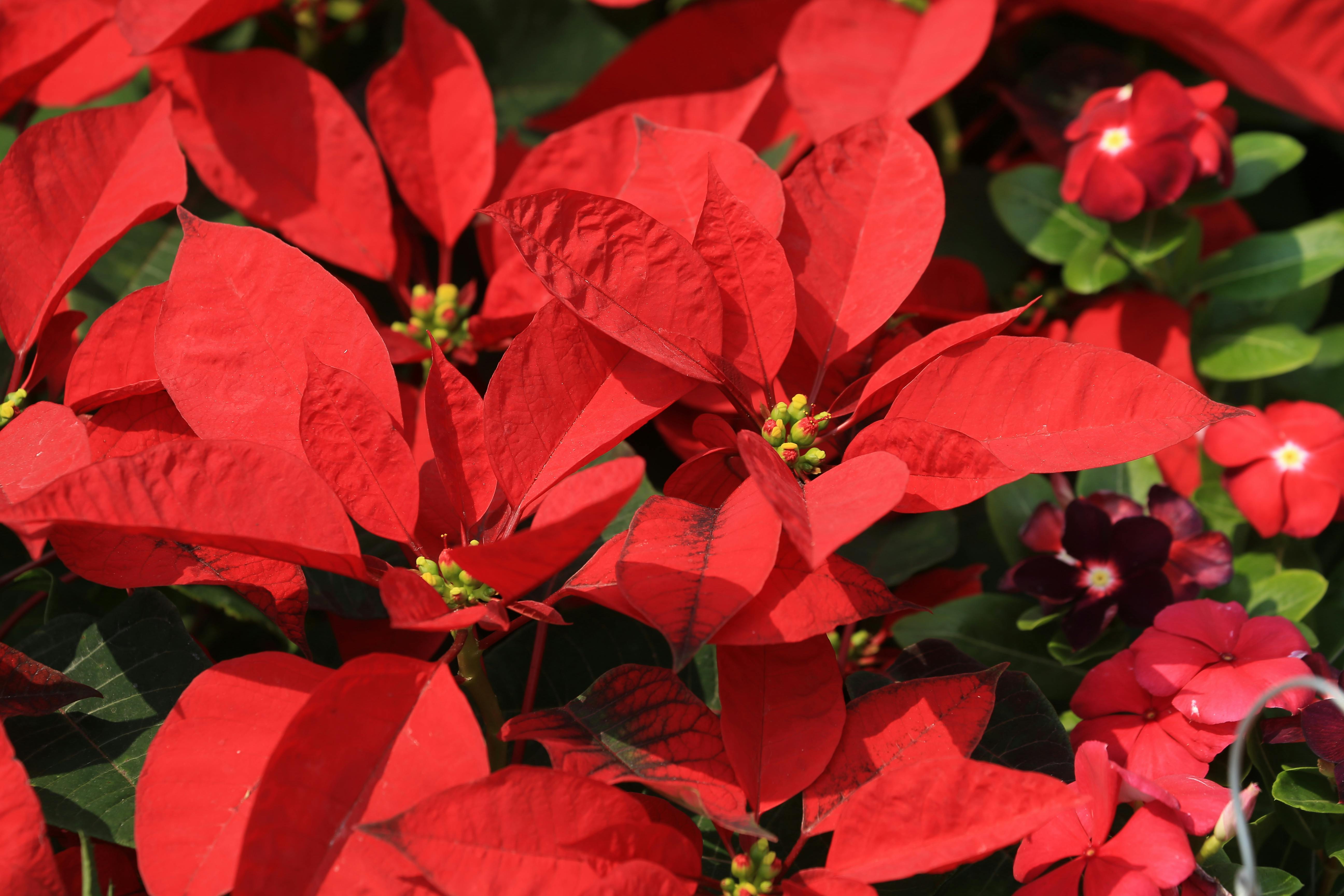 How to Plan a Christmas-Themed Garden Makeover