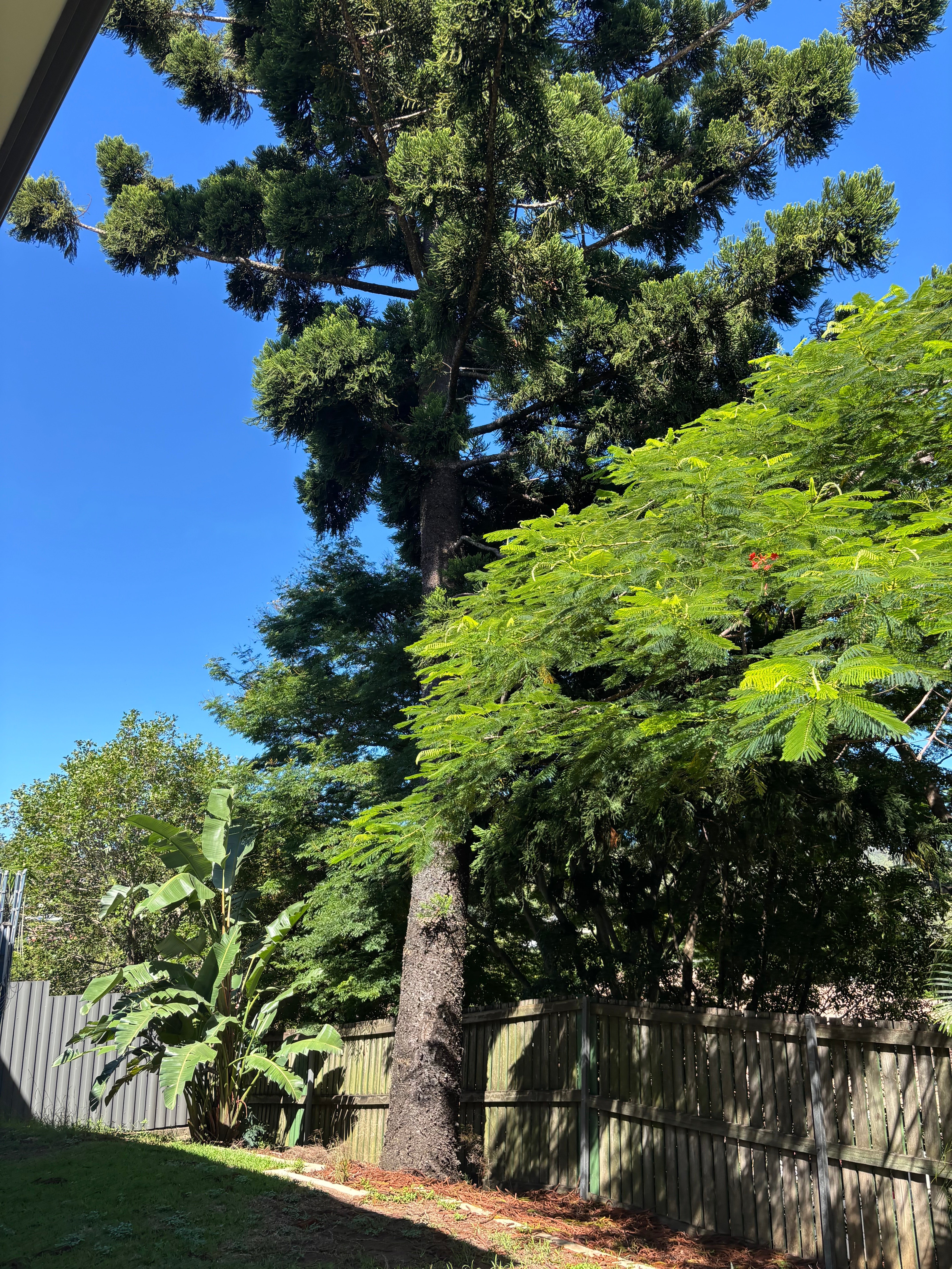 Tree Removal Experience in Mitchelton QLD