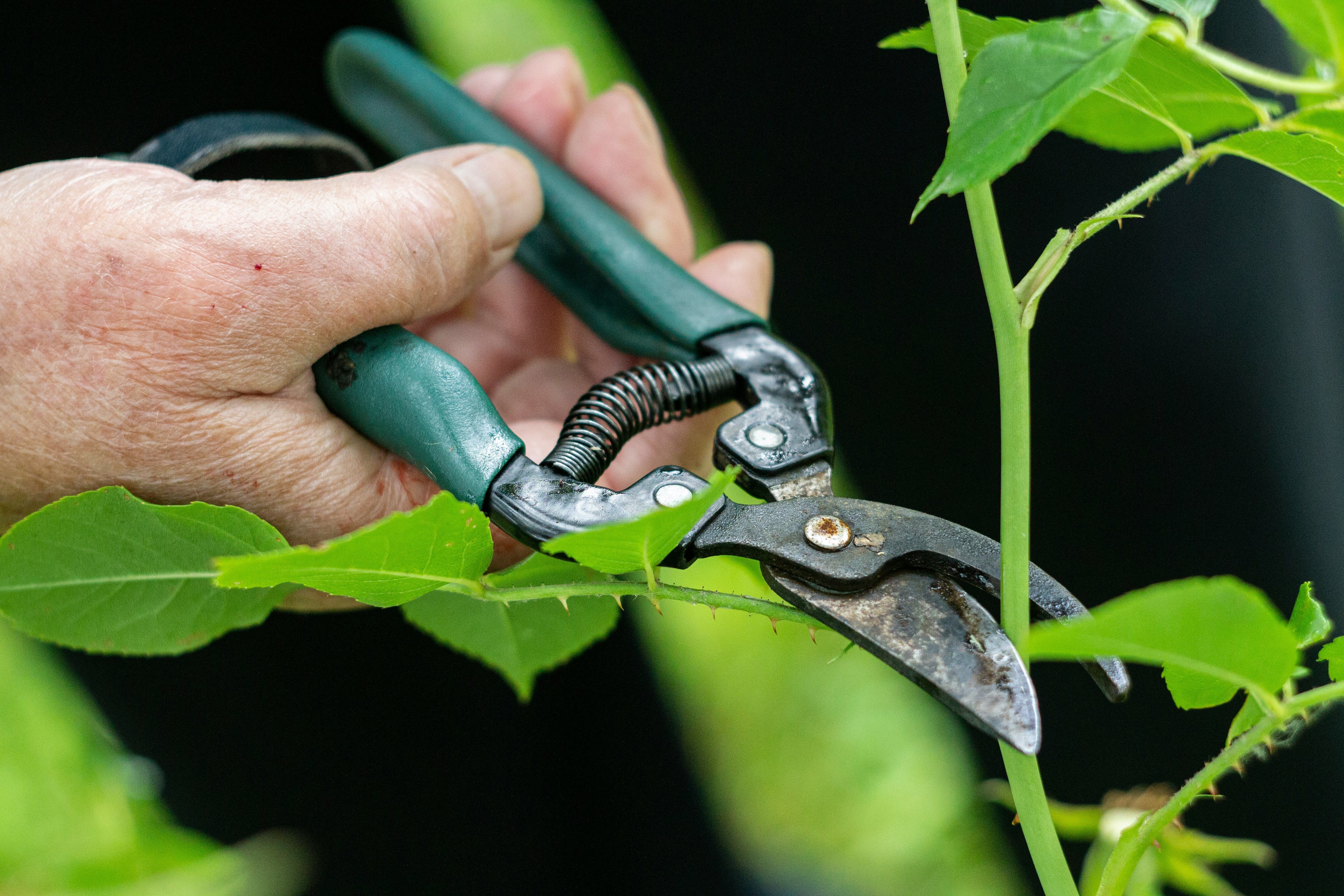 Is It Still Too Cold to Start Pruning