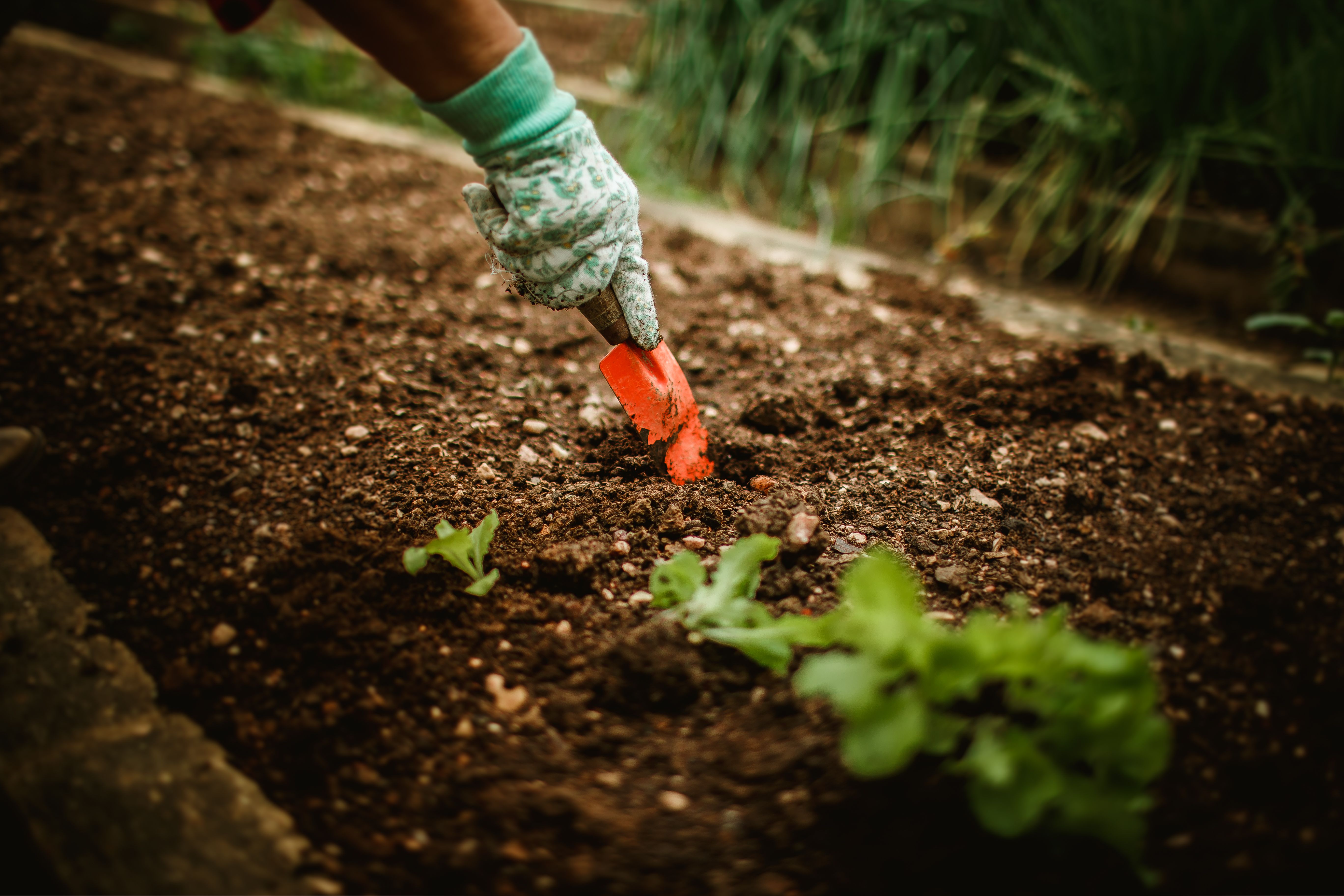 What Vegetables to Grow in Spring
